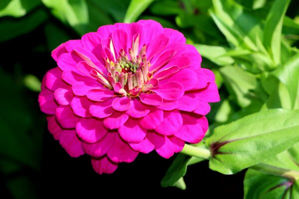 Garden Meditation (Outdoor Program)
