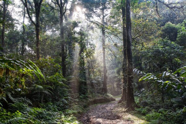 Stations of the Forest: A Lenten Reflection Film (via Zoom)