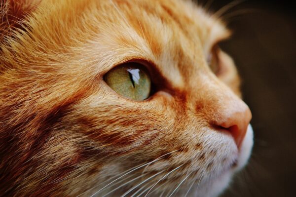 The Spirituality of Cats! (via Zoom)
