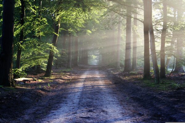 To Speak for Trees: My Life Journey from Ancient Celtic Wisdom to a Healing Vision for the Forest – A Book Discussion (via Zoom)