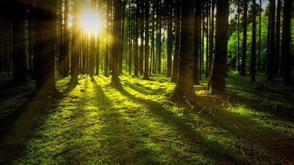 Forest Bathing - Outdoor