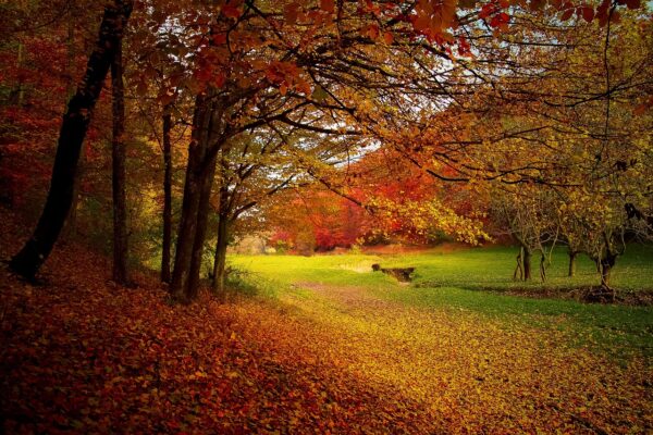 Harvesting the Seasons Wisdom - Fall Retreat - Indoor