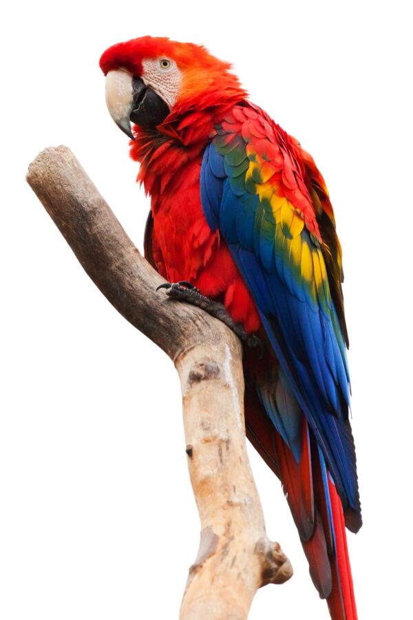 Inspired Birding and More in Uganda, Africa - Indoor
