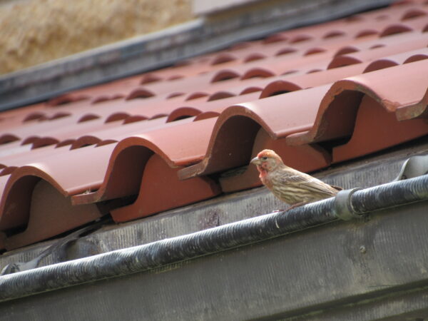 Birdwatching on Assisi’s Hill (In Person)