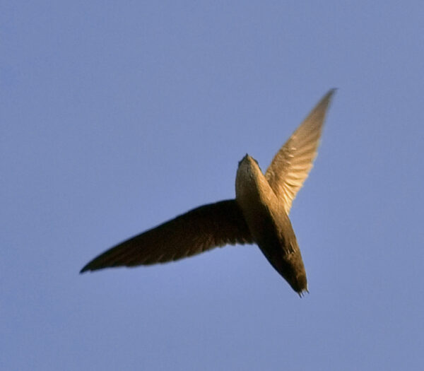 Chimney Swift Sit (In Person)