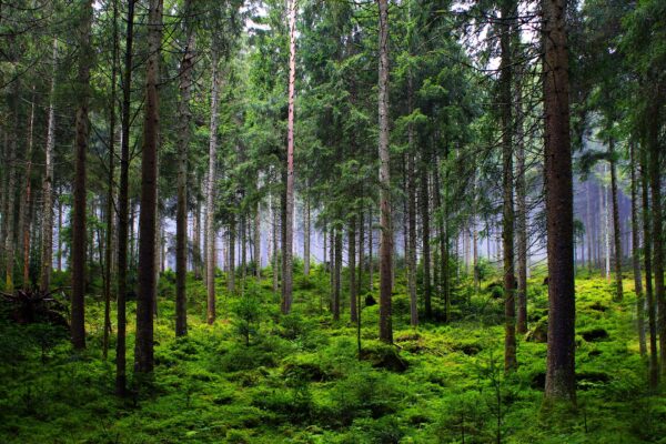 Creating Climate-Ready Woodlands (In Person)