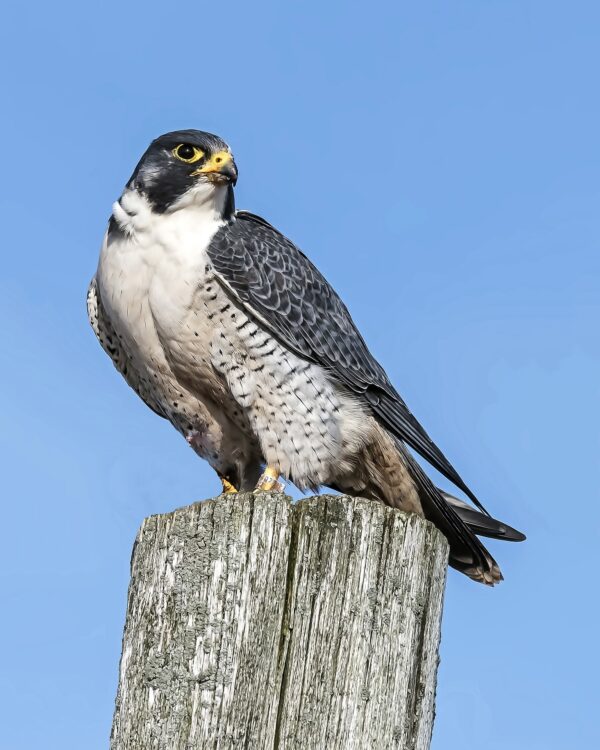 Peregrines! (In Person)